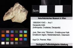 Foto (Objket + Etiketten) von Munitheites kuepperi (Fraaije et al., 2019) 